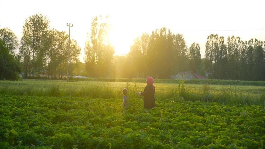 Çileği tarlasında yemek serbest, götürmek ücretli
