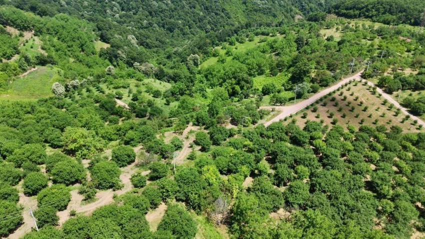 Kocaeli'de fiyatı 200 liradan 70 liraya düştü! Dalından toplanıyor, 81 il bu ürün için sıraya girdi