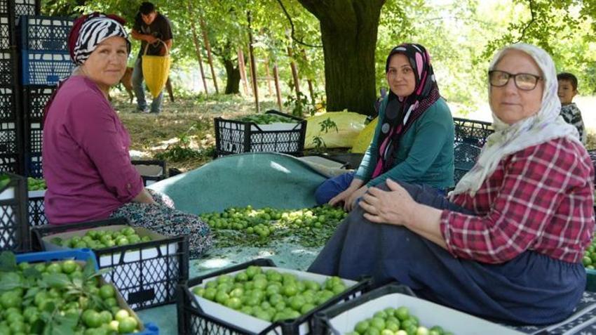 Kocaeli'de fiyatı 200 liradan 70 liraya düştü! Dalından toplanıyor, 81 il bu ürün için sıraya girdi