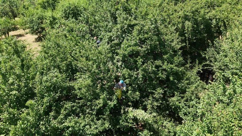 Kocaeli'de fiyatı 200 liradan 70 liraya düştü! Dalından toplanıyor, 81 il bu ürün için sıraya girdi