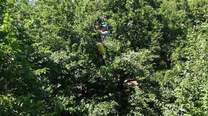Kocaeli'de fiyatı 200 liradan 70 liraya düştü! Dalından toplanıyor, 81 il bu ürün için sıraya girdi