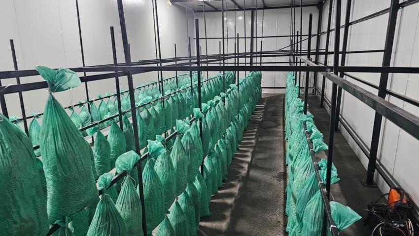 Artvin'de yıllardır kapalıydı şimdi bereket fışkırıyor! Yüzde 80 tasarrufla ilk hasat yapıldı: Faturayı gören buraya koşacak!