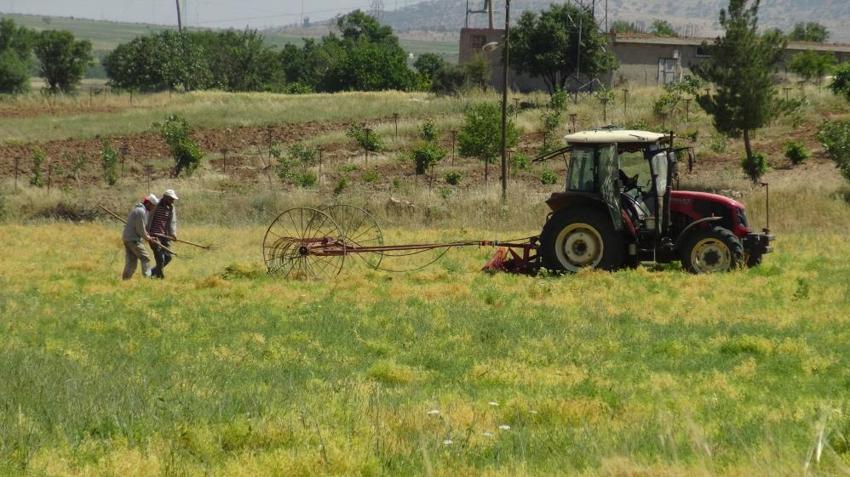 Batmanlı çiftçinin yüzü gülüyor! Geçen yıl tek bir tane bile çıkmamıştı, bu sene rekor bekleniyor