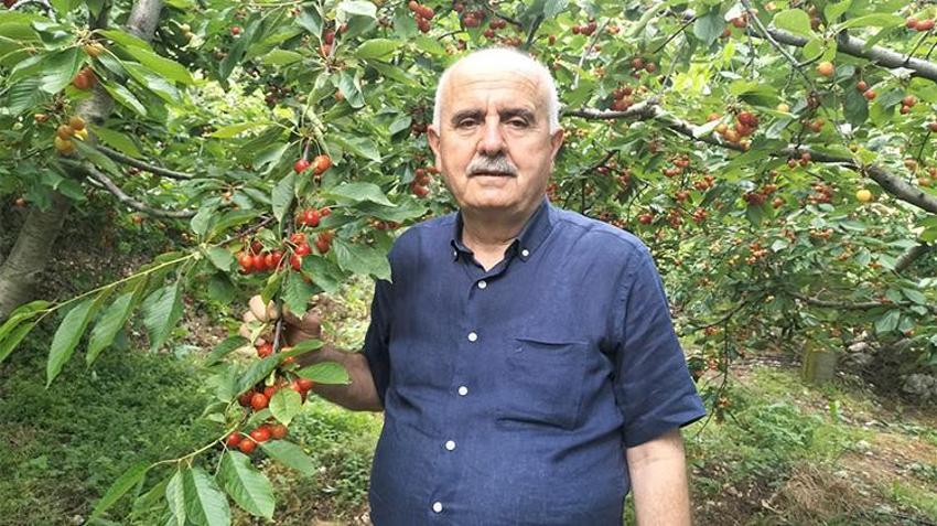 Toroslar'ın kırmızı altını hasat ediliyor: Tam 35 ülke bu kirazı alabilmek için sıraya girdi!