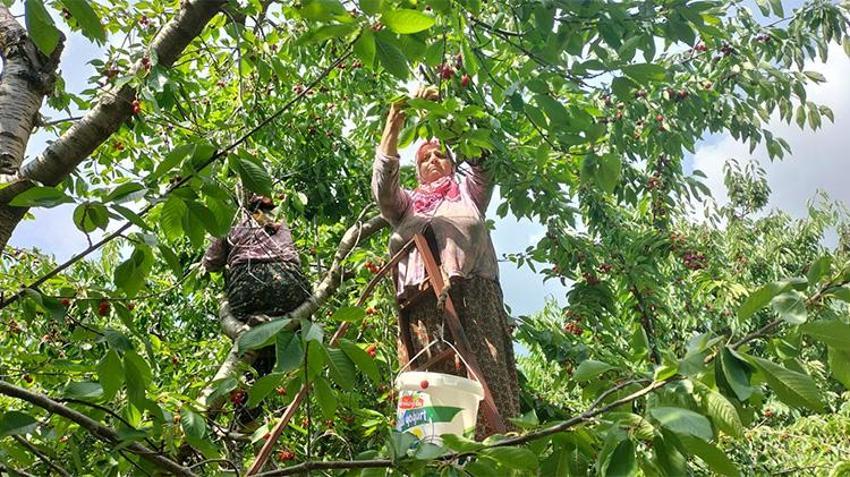 Toroslar'ın kırmızı altını hasat ediliyor: Tam 35 ülke bu kirazı alabilmek için sıraya girdi!