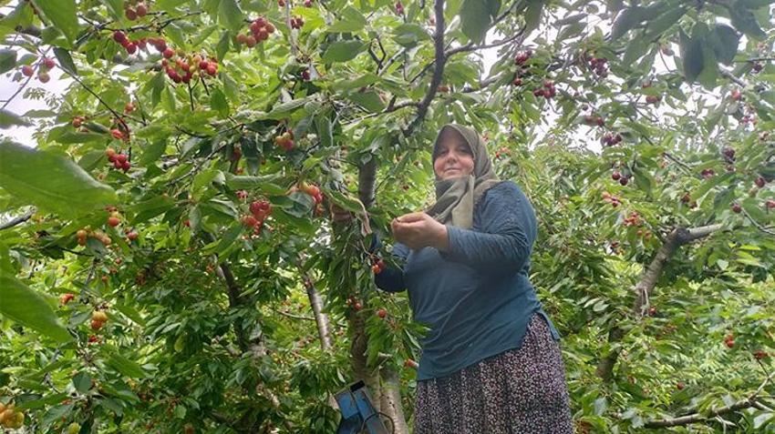 Toroslar'ın kırmızı altını hasat ediliyor: Tam 35 ülke bu kirazı alabilmek için sıraya girdi!