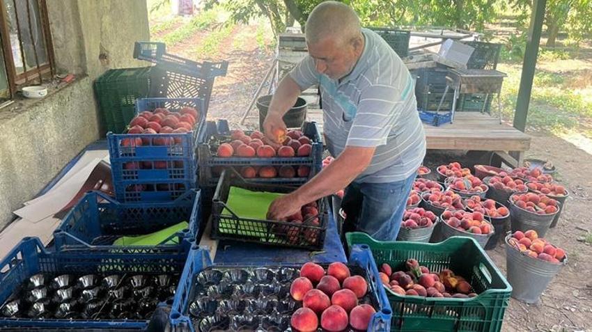 İzmir'de rekor hasat! Bir ağaçtan 70 kilo çıkıyor: Rusya ve Avrupa'nın gözü burada!