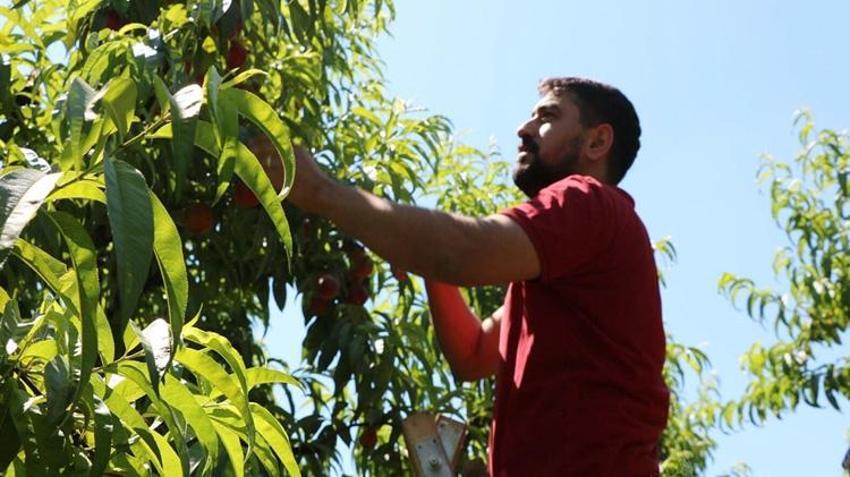 İzmir'de rekor hasat! Bir ağaçtan 70 kilo çıkıyor: Rusya ve Avrupa'nın gözü burada!