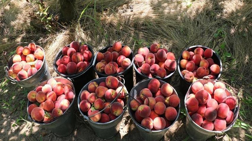 İzmir'de rekor hasat! Bir ağaçtan 70 kilo çıkıyor: Rusya ve Avrupa'nın gözü burada!