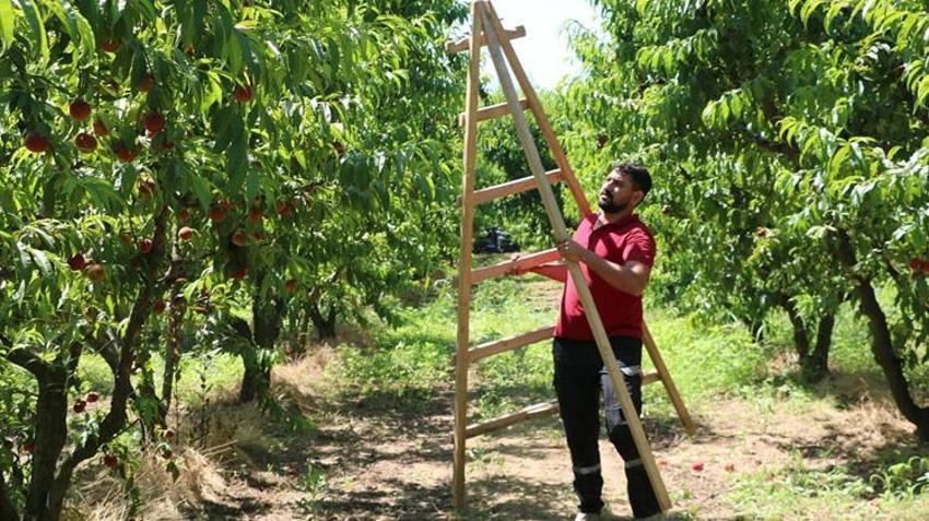 İzmir'de rekor hasat! Bir ağaçtan 70 kilo çıkıyor: Rusya ve Avrupa'nın gözü burada!