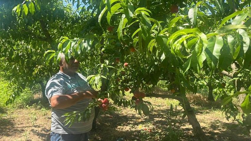 İzmir'de rekor hasat! Bir ağaçtan 70 kilo çıkıyor: Rusya ve Avrupa'nın gözü burada!