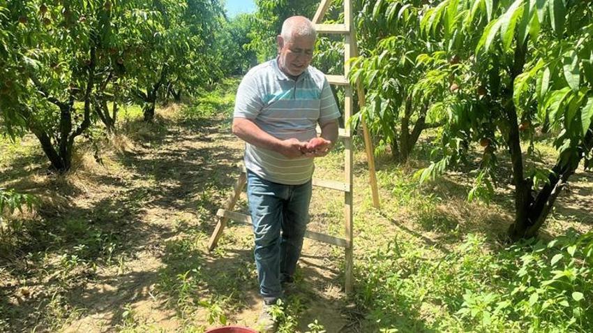 İzmir'de rekor hasat! Bir ağaçtan 70 kilo çıkıyor: Rusya ve Avrupa'nın gözü burada!