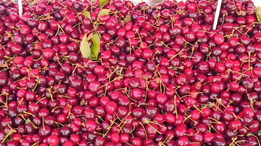 Yanına yaklaşılmıyordu, şimdi kapış kapış gidiyor: Kilosu 250 liradan 100 liraya geriledi: Tezgâhlarda izdiham var!