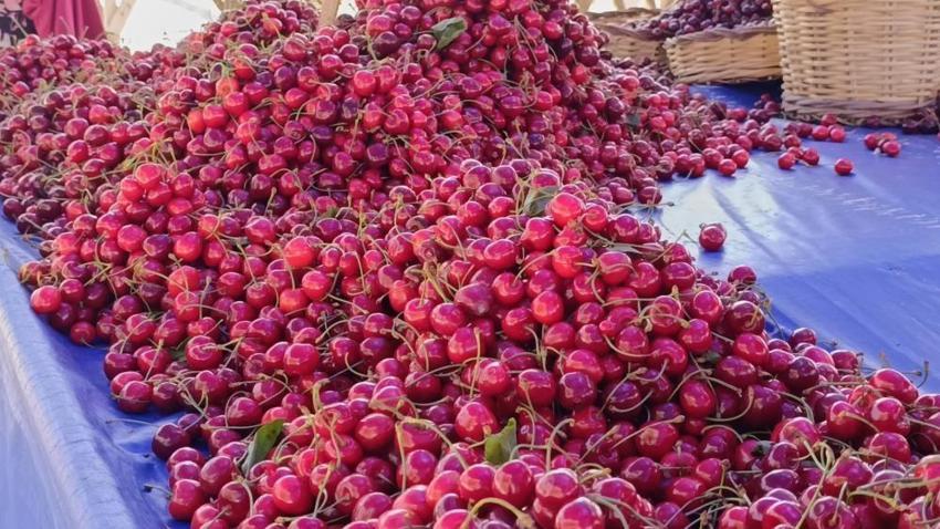 Yanına yaklaşılmıyordu, şimdi kapış kapış gidiyor: Kilosu 250 liradan 100 liraya geriledi: Tezgâhlarda izdiham var!