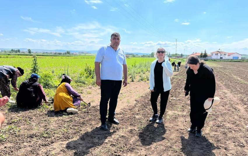 Çorum’un coğrafi işaretli değerine bilimsel koruma! Tarlalar karış karış inceleniyor