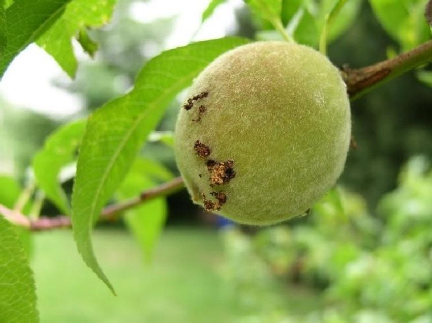 Samsunlu meyve üreticilerine çok acil uyarı: 'Doğu meyve güvesi' istilasına karşı ilaçlama dönemi başladı! Tahmin ve erken uyarı sistemi alarm verdi