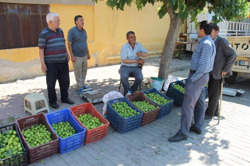 Dünyada en iyisi Aydın'da! İçinde binlerce böcek olan meyve kapış kapış gidiyor, kilosu 500 TL
