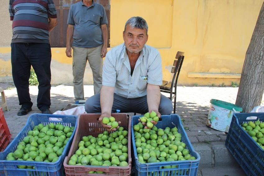 Dünyada en iyisi Aydın'da! İçinde binlerce böcek olan meyve kapış kapış gidiyor, kilosu 500 TL