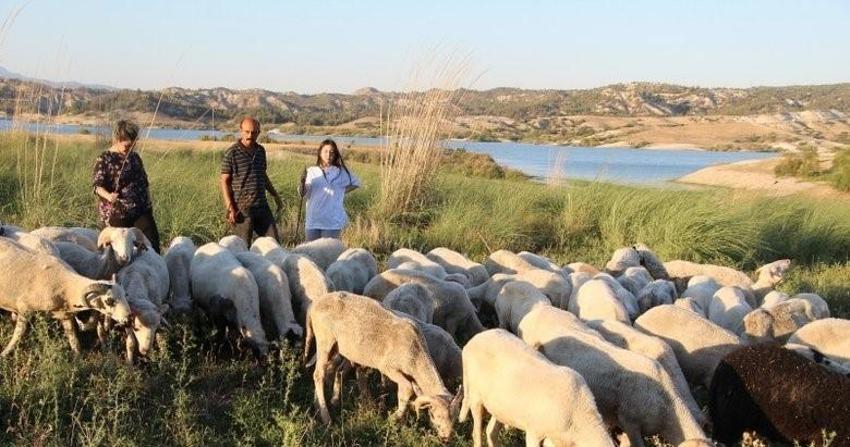 Denizli'de genç kız çobanlık yaparak 2 dil öğrendi! Üniversiteyi birincilikle bitirince itiraf etti