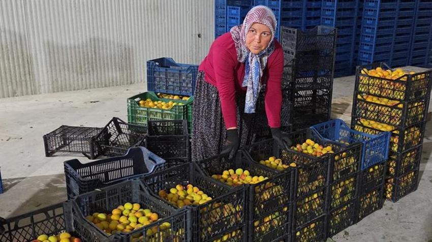 Mersin'de hasat başladı! 3 milyon ağaçtan servet fışkırıyor: Rusya ve Avrupa sıraya girdi