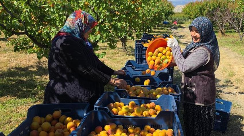 Mersin'de hasat başladı! 3 milyon ağaçtan servet fışkırıyor: Rusya ve Avrupa sıraya girdi