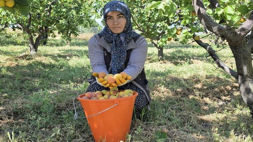 Mersin'de hasat başladı! 3 milyon ağaçtan servet fışkırıyor: Rusya ve Avrupa sıraya girdi