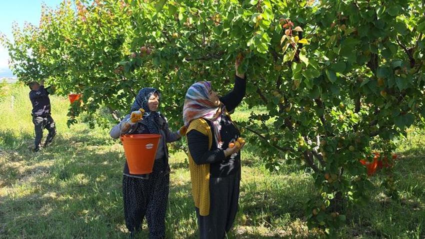 Mersin'de hasat başladı! 3 milyon ağaçtan servet fışkırıyor: Rusya ve Avrupa sıraya girdi