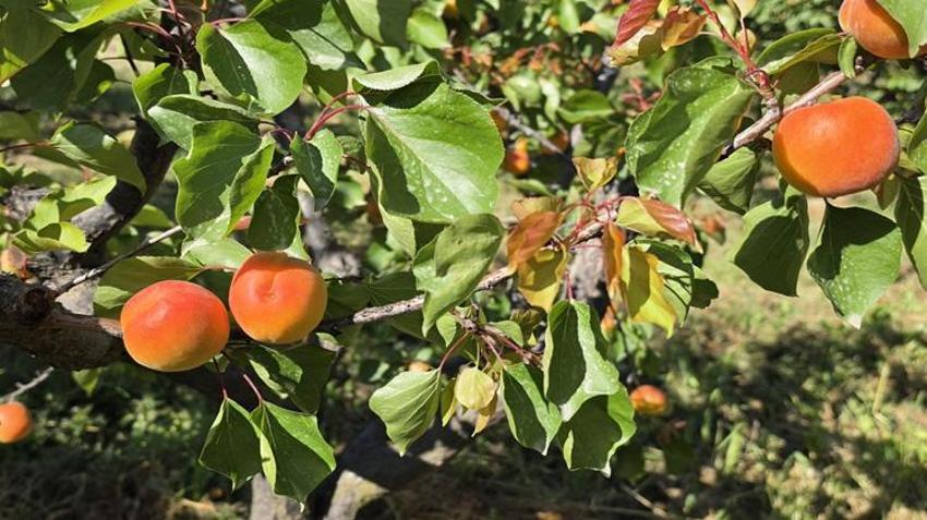 Mersin'de hasat başladı! 3 milyon ağaçtan servet fışkırıyor: Rusya ve Avrupa sıraya girdi