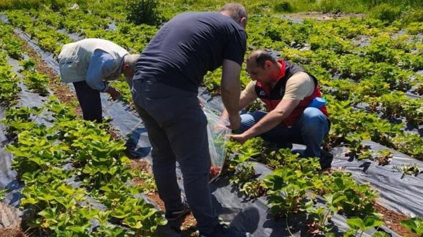 Çilek tarlalarında kritik denetim! Ekipler sahaya indi, numuneler alındı