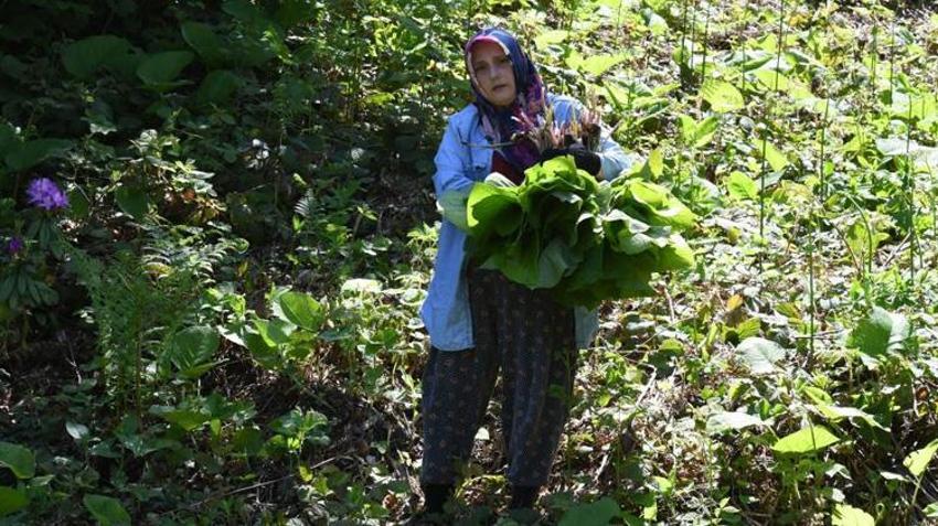 Ormanda kendiliğinden yetişiyor! Toplayan eve koli koli götürüyor: Faydaları saymakla bitmiyor