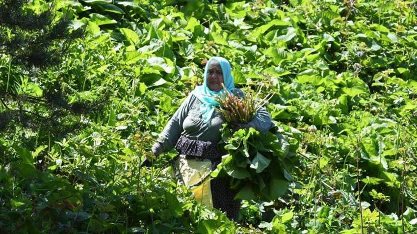 Ormanda kendiliğinden yetişiyor! Toplayan eve koli koli götürüyor: Faydaları saymakla bitmiyor