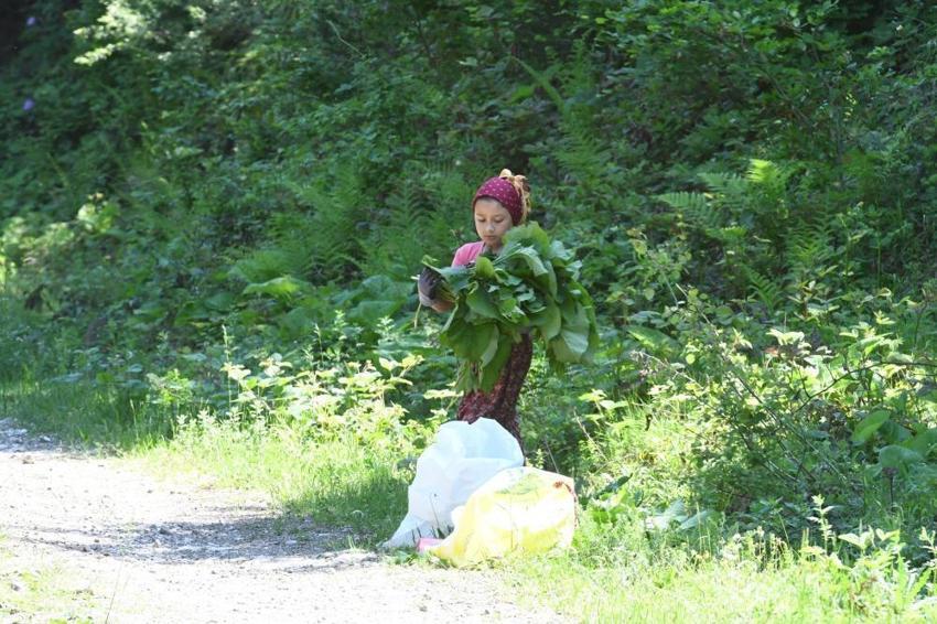 Ormanda kendiliğinden yetişiyor! Toplayan eve koli koli götürüyor: Faydaları saymakla bitmiyor