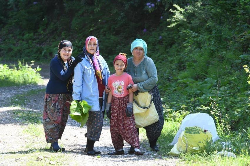 Ormanda kendiliğinden yetişiyor! Toplayan eve koli koli götürüyor: Faydaları saymakla bitmiyor
