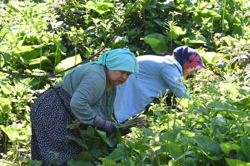 Ormanda kendiliğinden yetişiyor! Toplayan eve koli koli götürüyor: Faydaları saymakla bitmiyor