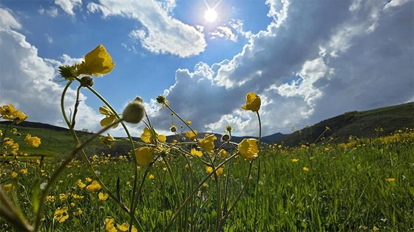 Doğaseverlerin yeni rotası! Sadece 20 gün sürüyor; Gümüşhane'deki o vadi sarıya boyandı