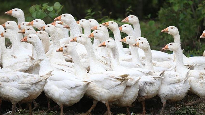 Memleketi Ordu'ya dönüş yapan aile belediye desteğiyle çiftlik kurdu! Etinden, tüyünden, yumurtası ve civcivinden para kazanıyor