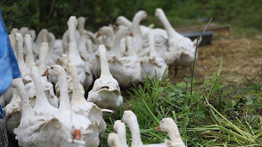 Memleketi Ordu'ya dönüş yapan aile belediye desteğiyle çiftlik kurdu! Etinden, tüyünden, yumurtası ve civcivinden para kazanıyor