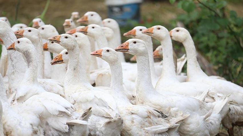 Memleketi Ordu'ya dönüş yapan aile belediye desteğiyle çiftlik kurdu! Etinden, tüyünden, yumurtası ve civcivinden para kazanıyor