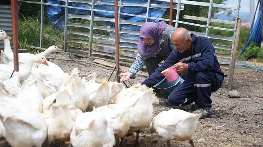 Memleketi Ordu'ya dönüş yapan aile belediye desteğiyle çiftlik kurdu! Etinden, tüyünden, yumurtası ve civcivinden para kazanıyor