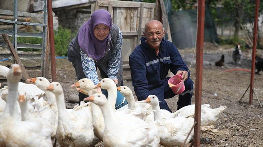 Memleketi Ordu'ya dönüş yapan aile belediye desteğiyle çiftlik kurdu! Etinden, tüyünden, yumurtası ve civcivinden para kazanıyor