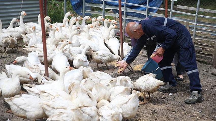 Memleketi Ordu'ya dönüş yapan aile belediye desteğiyle çiftlik kurdu! Etinden, tüyünden, yumurtası ve civcivinden para kazanıyor