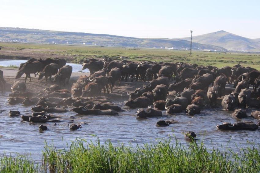 Kayseri'de yüzlerce metre yüksekte her gün aynı şey yapılıyor!