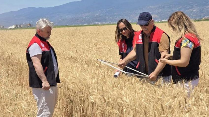 Türkiye’nin en önemli tarım merkezi Edremit’te buğday hasadı başladı