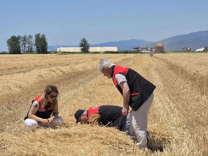 Türkiye’nin en önemli tarım merkezi Edremit’te buğday hasadı başladı