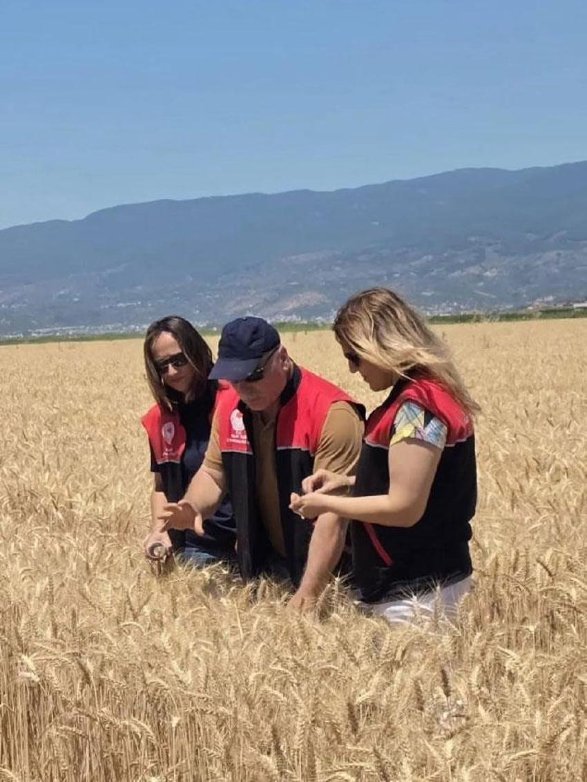 Türkiye’nin en önemli tarım merkezi Edremit’te buğday hasadı başladı