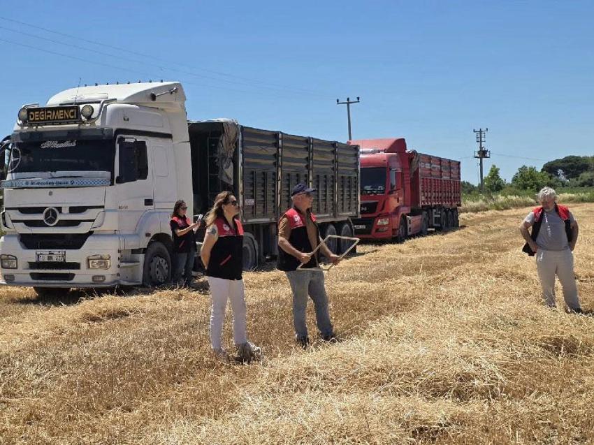 Türkiye’nin en önemli tarım merkezi Edremit’te buğday hasadı başladı