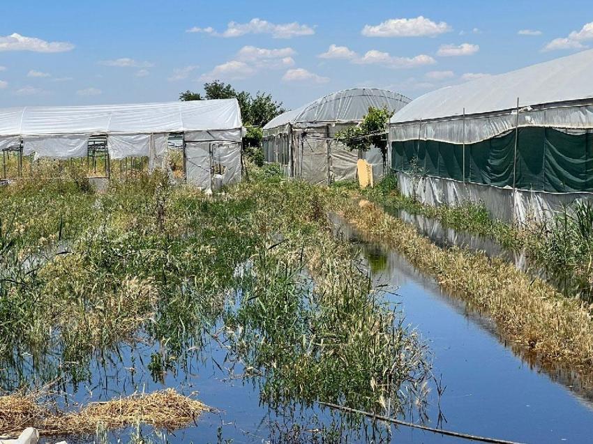 Aşırı yağışlar Batman'da felaket getirdi: Baraj suları seraları vurdu, milyonlarca liralık zarar oluştu