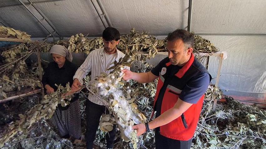 Batman Sason’da çiftçiler tütünü bıraktı buna başladı: 170 ailenin umudu oldu! Kilosu altın değerinde olan kozada hasat zamanı: 12 ton hedefleniyor!
