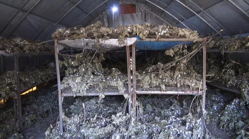Batman Sason’da çiftçiler tütünü bıraktı buna başladı: 170 ailenin umudu oldu! Kilosu altın değerinde olan kozada hasat zamanı: 12 ton hedefleniyor!