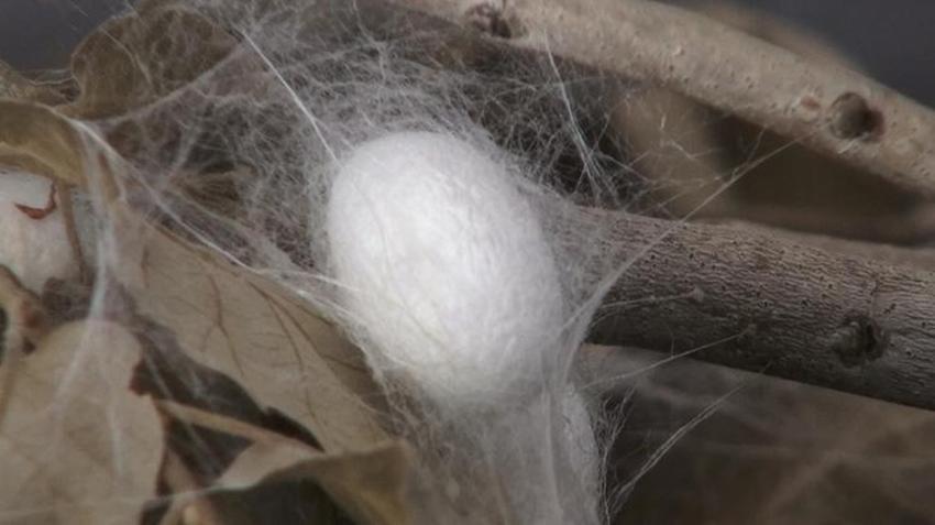 Batman Sason’da çiftçiler tütünü bıraktı buna başladı: 170 ailenin umudu oldu! Kilosu altın değerinde olan kozada hasat zamanı: 12 ton hedefleniyor!